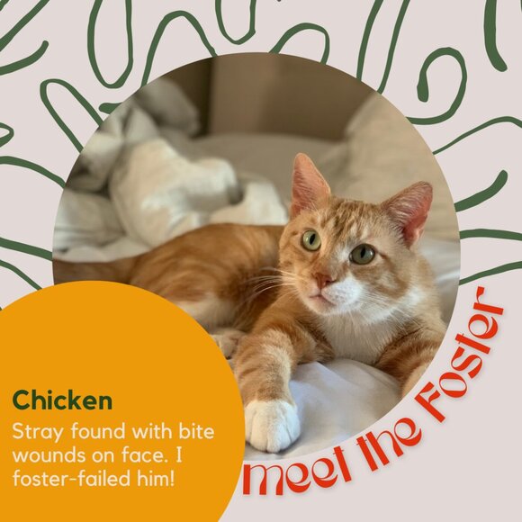 Meet the fosters! - Picture 13 of 15